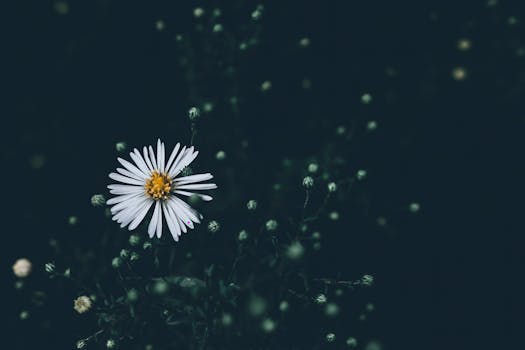A stunning close-up of a white daisy flower against a dark, moody background.
